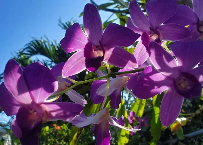The Butterfly Cottage - Certified Butterfly Sanctuary - Ocean View Hot Tub - Authentic Keys Charm