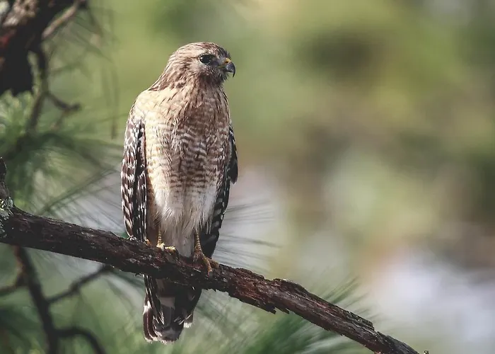 Hawks Nest Loft