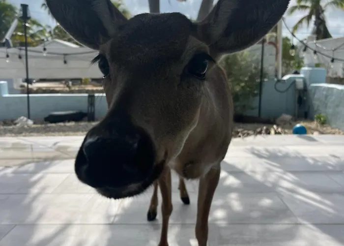 Key Deer Retreat/Direct Gulf Access/Hot Tub